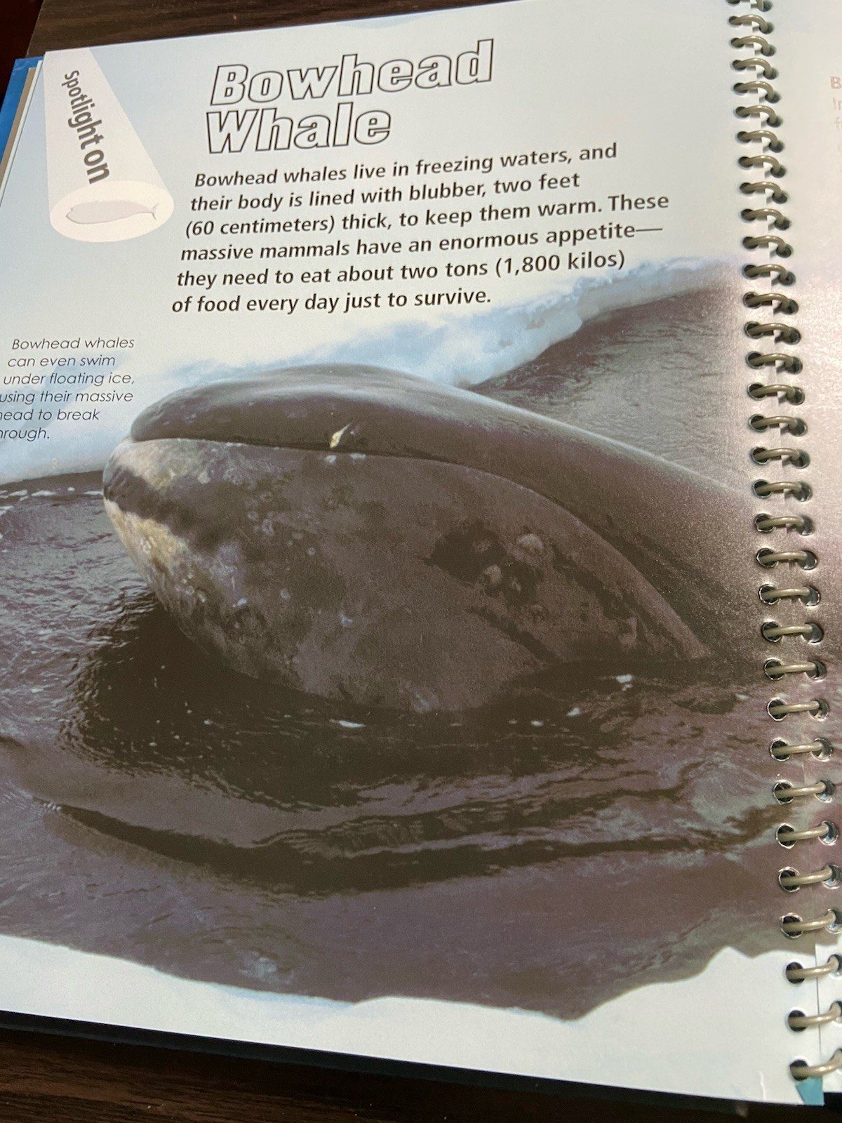Great Big Book of Sharks and Other Deep Sea Creatures – Hardcover 2010