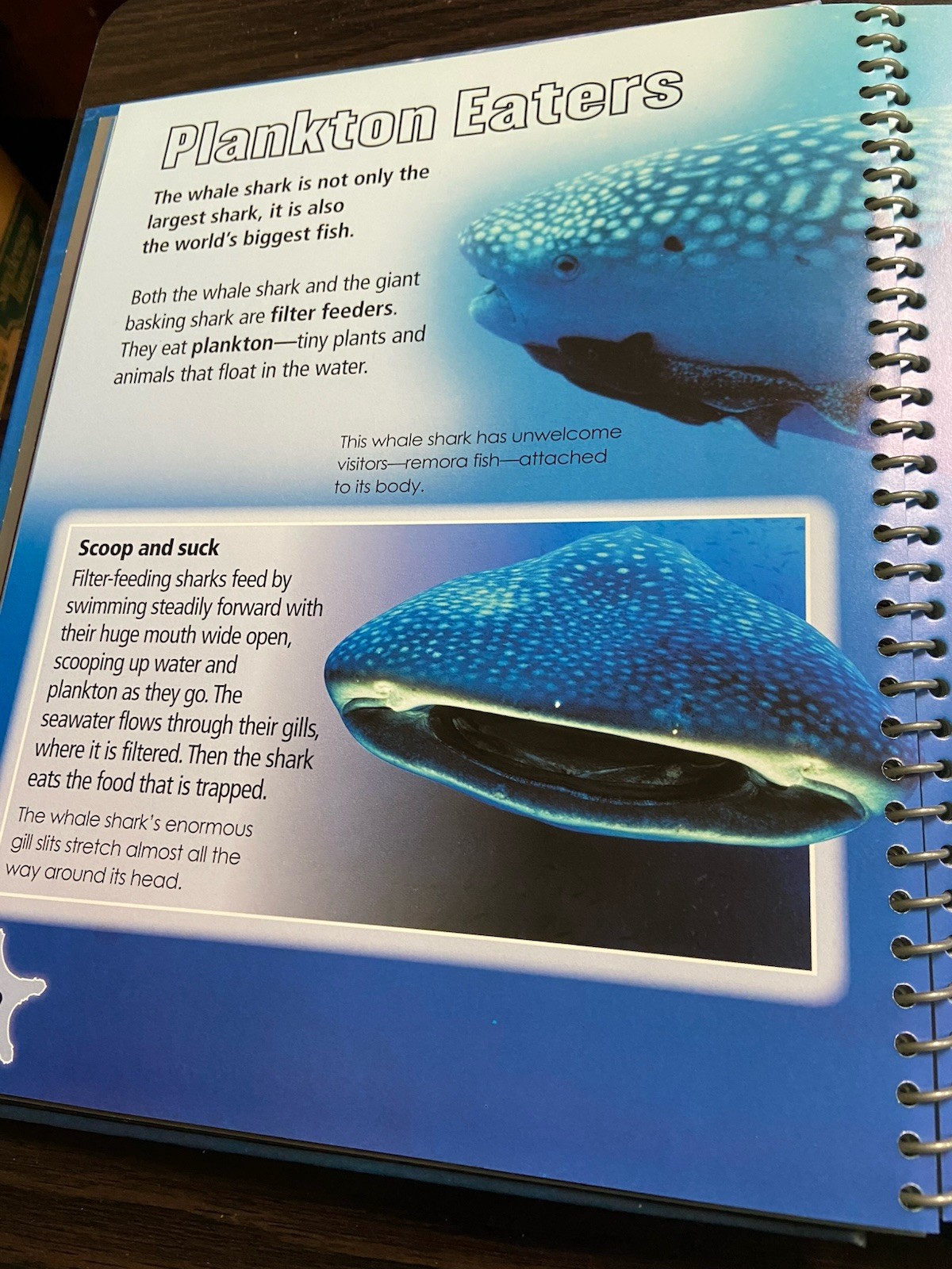 Great Big Book of Sharks and Other Deep Sea Creatures – Hardcover 2010